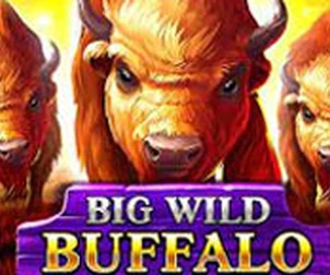 Big Wild Buffalo